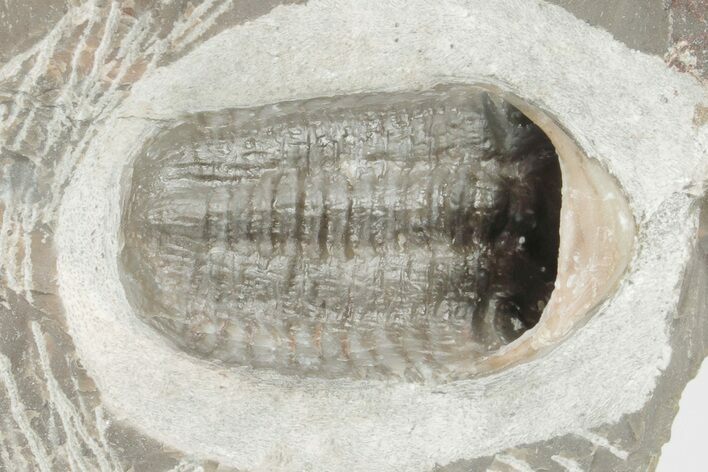 Ventral Austerops Trilobite - Jorf, Morocco #204489